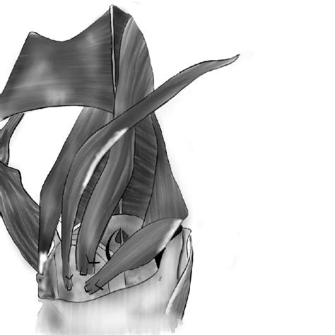 The muscles m. Hyoglossus, m. Styloglossus, m. Stylohyoideus and m.... | Download Scientific Diagram