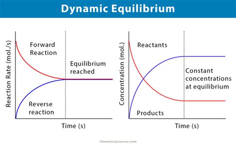 Why Is Dynamic Used to Describe Chemical Equilibrium