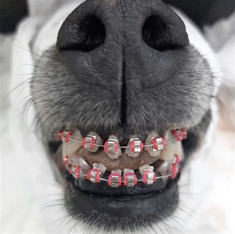 dog with braces | Dog with braces, Dog braces, Dog wheelchair