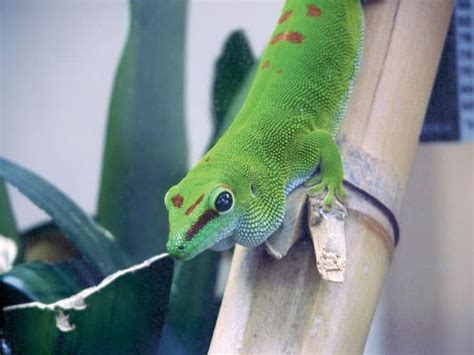 Giant Day Gecko Care Sheet - Reptiles Magazine