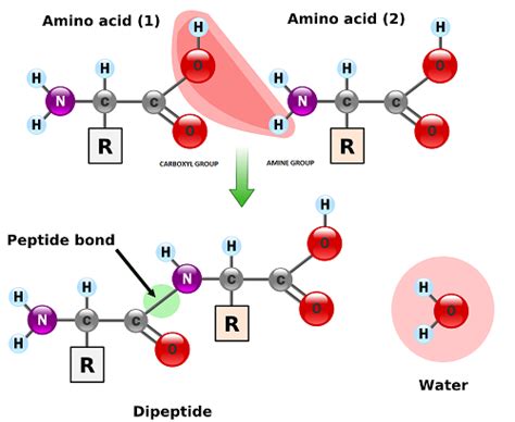 Peptide Bond: Definition, Formation & Structure - Video & Lesson ...