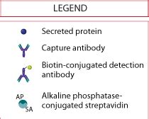 Single Analyte ELISpot Assay Principle: R&D Systems