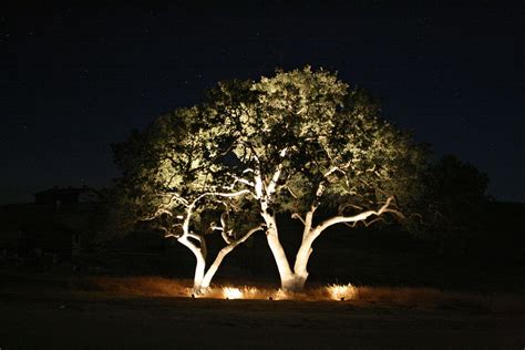 Nature Brings Us Trees and Raleigh Outdoor Lighting Enhances Them ...