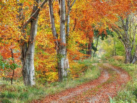 Speyside Morayshire Scotland Autumn Riverside Track Photograph by OBT ...