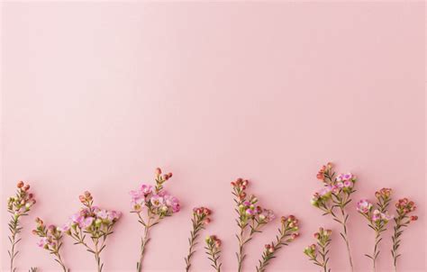 Photo Wallpaper Background, Pink, Flowers - Pink Flowers Desktop Background (#2879883) - HD ...