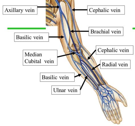 363 best artery -vein upper limb images on Pinterest | Nursing, Anatomy and Ultrasound