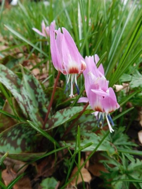 Erythronium dens-canis - The Beth Chatto Gardens