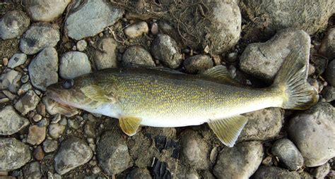 FISHING LAC ST. ANNE, "THE NARROWS", OCTOBER 18 2009 BERNI… | Flickr