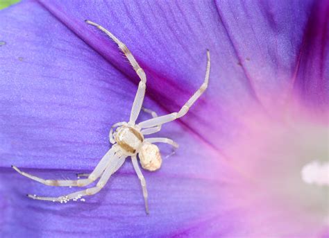 White crab spider by NTamura on DeviantArt