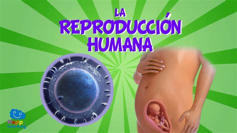 LA REPRODUCCION HUMANA | Videos Educativos para Niños - YouTube