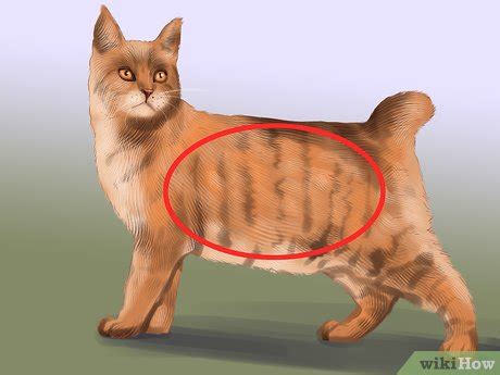 3 Ways to Identify a Pixiebob Cat - wikiHow