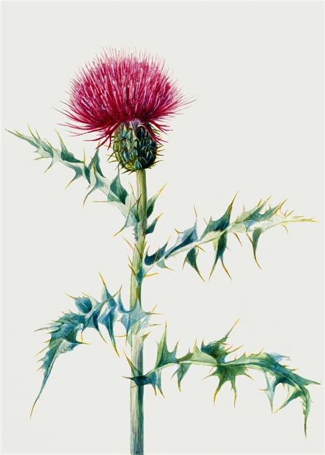 Flower Thistle Vintage Art Free Stock Photo - Public Domain Pictures