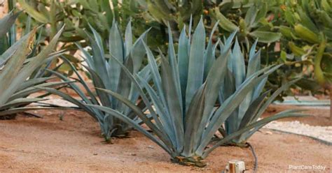 Blue Agave Plant Care: Learn Tips On Growing Agave Tequilana