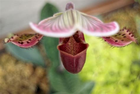 Pin by Eric Linneman on Denver Botanic Gardens Orchids | Denver botanic gardens, Orchids ...