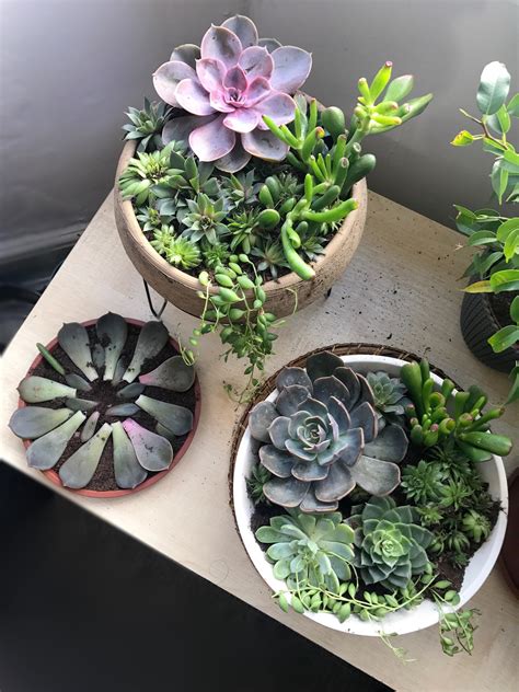 Made some succulent arrangements : r/houseplants