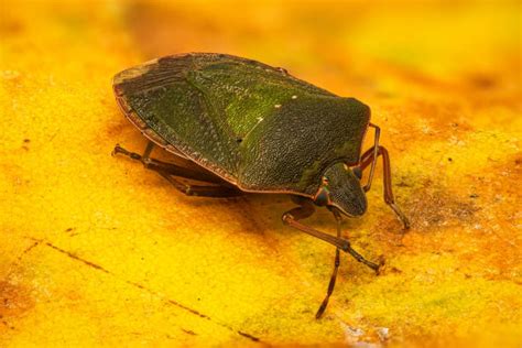 430+ Stink Bug Repellent Stock Photos, Pictures & Royalty-Free Images - iStock