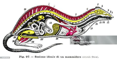 Section Of A Mammal Anatomy Engraving 1899 Stock Illustration - Download Image Now - Anatomy ...