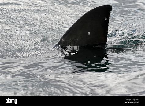 Great white shark, Cape town, South Africa Stock Photo - Alamy