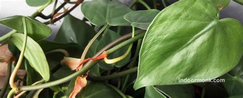 Philodendron Diseases - All You Need To Know - Indoor Monk