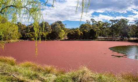 ActewAGL evHub | Visit the dazzling Bruce Pink Lake