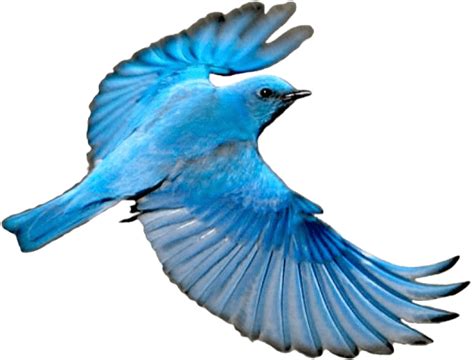 Blue Bird Cartoon Clipart Animated Bird Flying Png Transparent Png Images