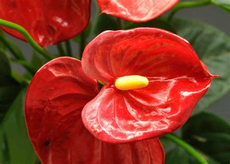 Red peace lily ️ 🌱 Plant care and growing guide