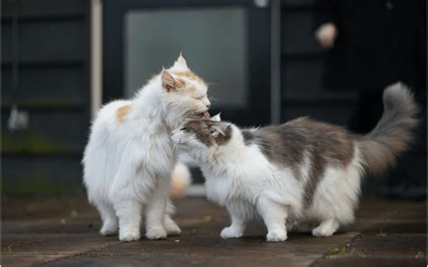 Hairball Prevention for Your Cat - Emergency Veterinary Hospital