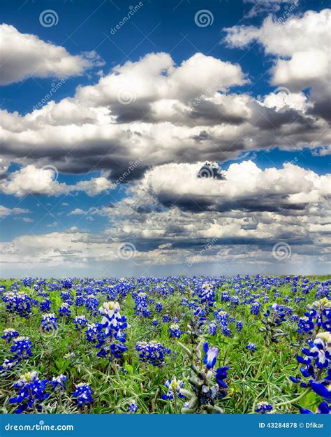 Bluebonnet Fields in Texas stock photo. Image of meadow - 43284878