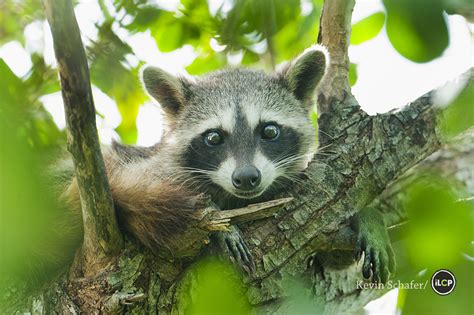 On the Trail of the Pygmy Raccoon – National Geographic Blog