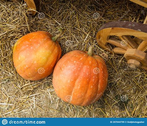 Two Orange Pumpkins Lie on the Straw by the Cart Wheels on the Ground Stock Image - Image of ...