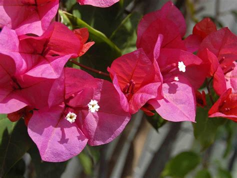 Nyctaginaceae - Bougainvillea buttiana | Bougainvillea, Flowers, Plants