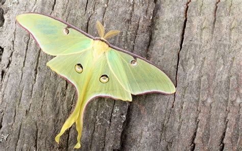 Luna Moth - Species Profile & Facts - Insectic