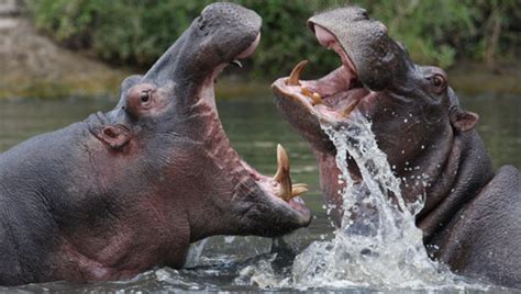 Amazing Facts about the Hippopotamus | OneKindPlanet Education