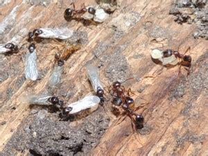 Carpenter Ant Facts | Truly Nolen