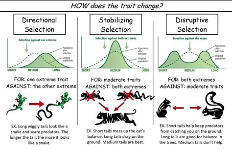 What is the effect of directional selection on genetic variation ...