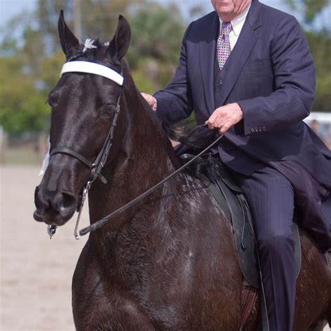 Tennessee Walking Horse Breed Profile