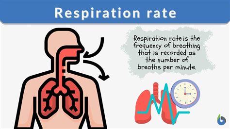 Respiration rate Definition and Examples - Biology Online Dictionary