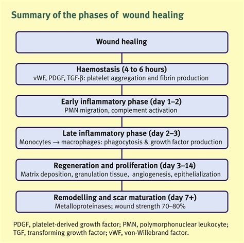 Surgical Wound Healing Stages