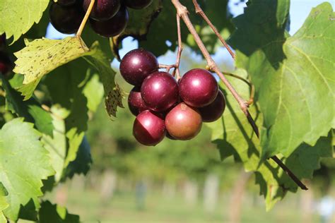 Muscadine Juice Wine Recipe | Dandk Organizer