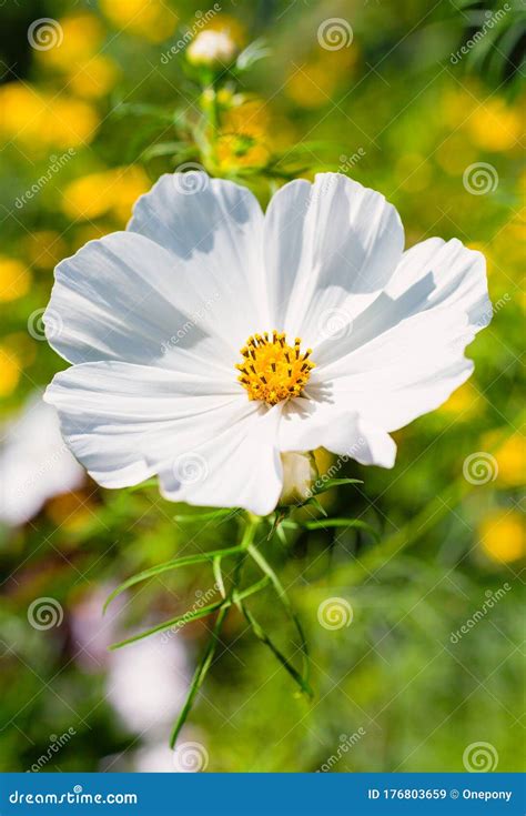 White Cosmos Flower stock image. Image of outside, botany - 176803659