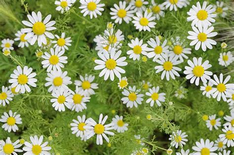 Differences Between English and German Chamomile | Gardener's Path