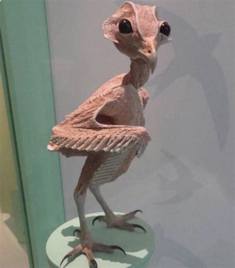 This featherless owl : r/oddlyterrifying