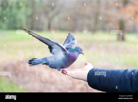 Close up of a Feral pigeon feeding from a hand in a park, UK Stock ...