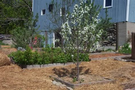 north star cherry tree | Growing vegetables, Colorado landscape, Garden