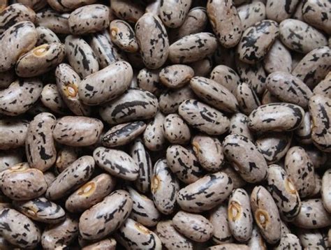 Rattlesnake Pole Bean Seed - Heirloom Greenpod Preacher Beans Seeds (1oz to 1LB) - Vegetable Seeds