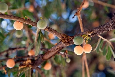 Do African Animals Get Drunk From Marula Fruit? Or is it a Myth?