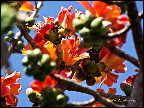 Vacation 2011: Flowers of Brazil