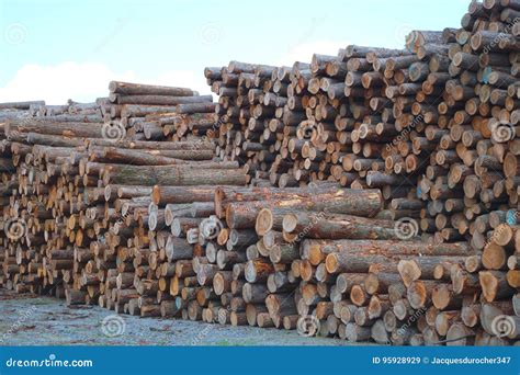 Lumber Yard Business Timber Stacked Forest Industry Environment Lumbering Wood Stock Image ...