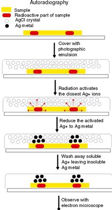 Autoradiography- All you need to know! - My Biology Dictionary