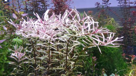 white ludwigia | Planted aquarium, Aquatic plants, Freshwater aquarium plants